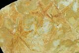 Silurian Sea Star (Australaster) Multiple Plate - Australia #155931-1